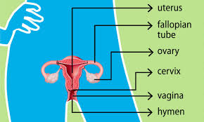 Understanding fertlity