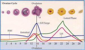 Ovarian Cycle 