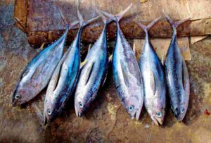 Tuna fishes 